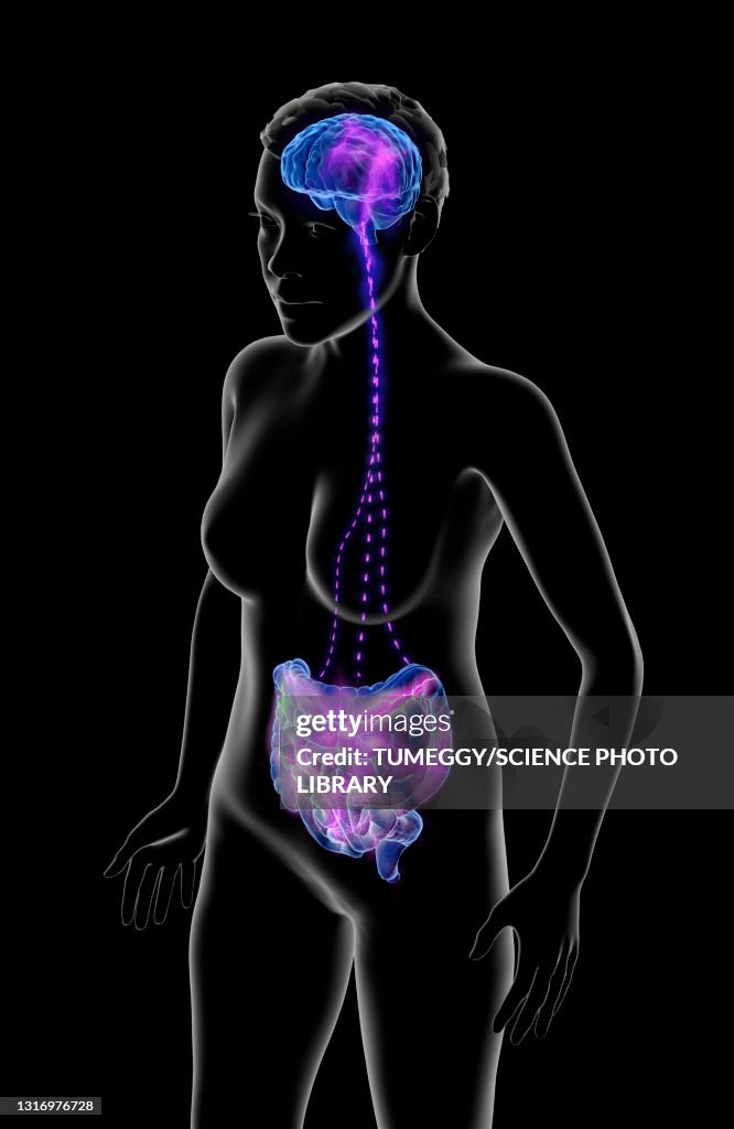 Connection between brain and stomach, illustration