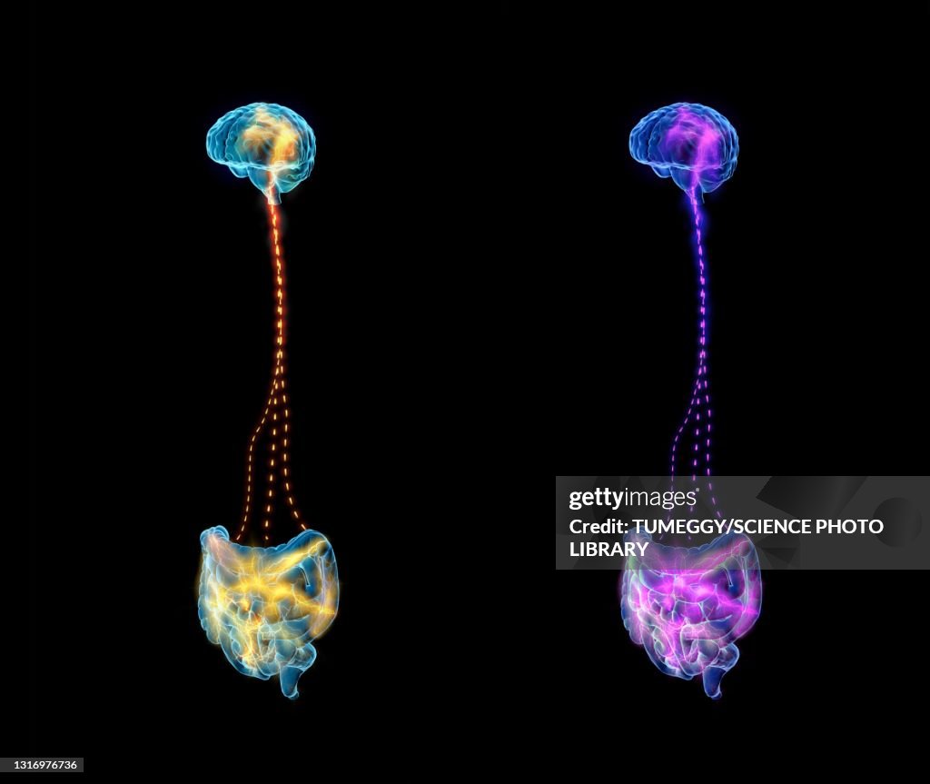 Connection between brain and stomach, illustration