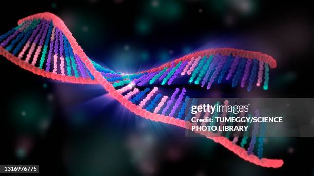ilustraciones, imágenes clip art, dibujos animados e iconos de stock de dna binding process, illustration - nucleótido