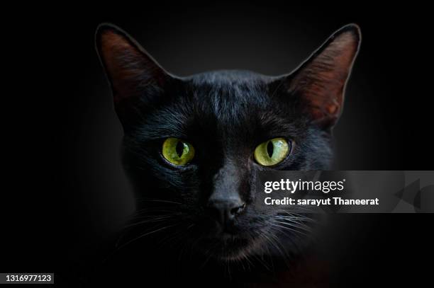 closeup portrait black cat the face in front of eyes is yellow. halloween black cat  black background - black cat stock-fotos und bilder