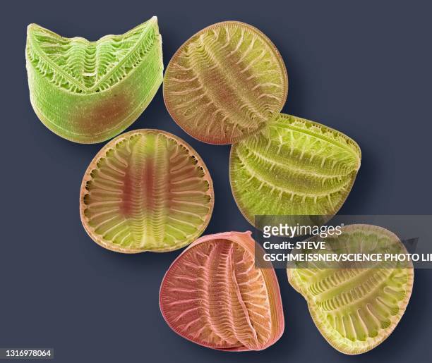 diatoms, sem - frustule fotografías e imágenes de stock