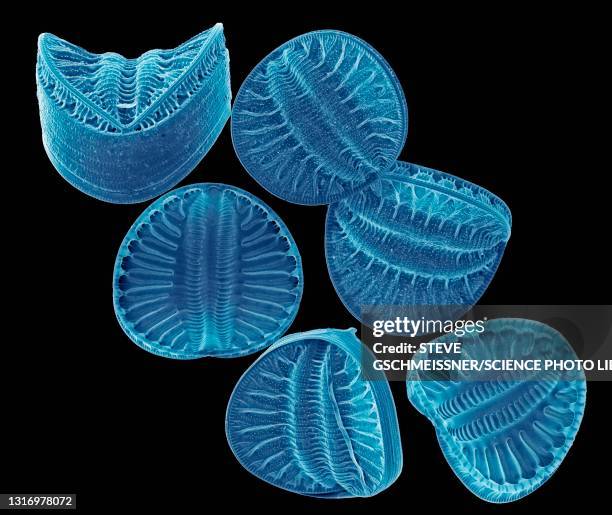 diatoms, sem - frustule fotografías e imágenes de stock