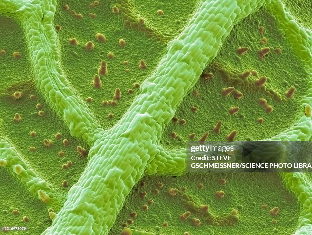 Nasturtium leaf, SEM