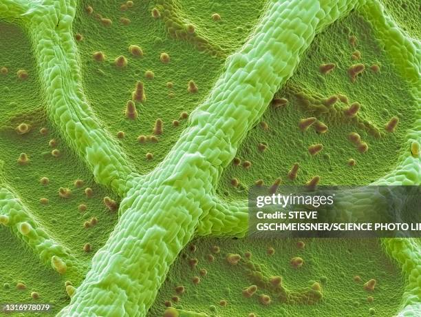 nasturtium leaf, sem - plant cell stock pictures, royalty-free photos & images