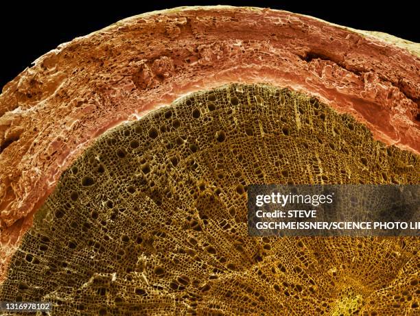 woody stem section, sem - scanning electron micrograph stock-fotos und bilder