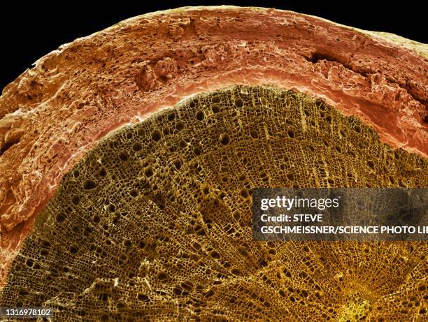 74 Pith Tree Stock Photos, High-Res Pictures, and Images - Getty Images