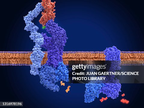 T cell receptor activation, molecular model T cell receptor activation, molecular model