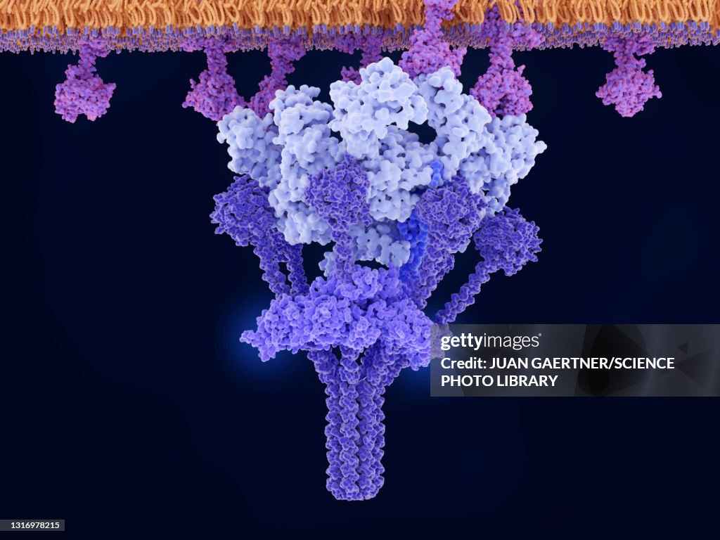 IgM mediated complex activation, molecular model