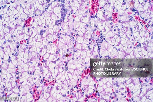 human liver tissue, light micrograph - human liver stock pictures, royalty-free photos & images