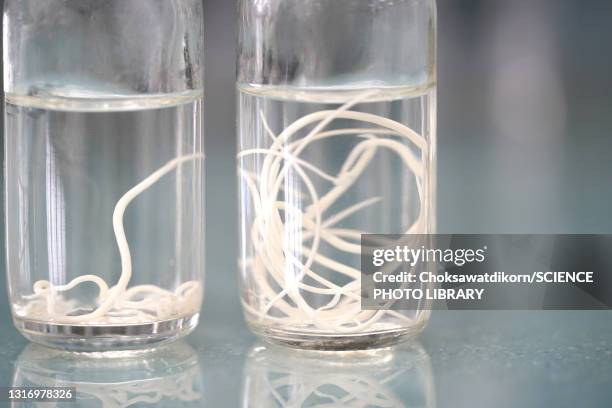 roundworm - ver photos et images de collection