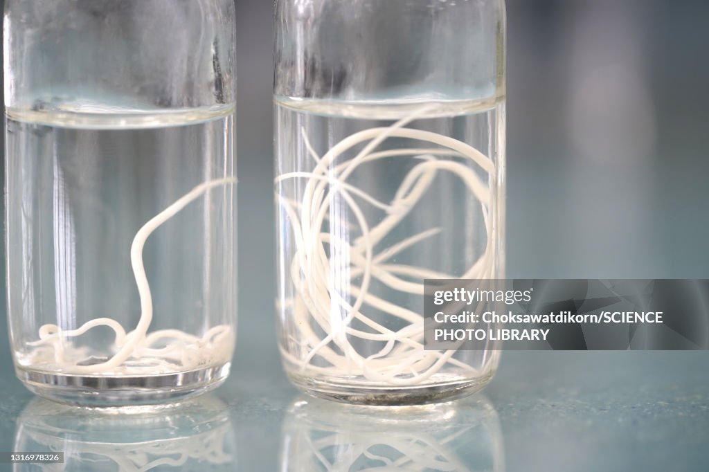 Roundworm
