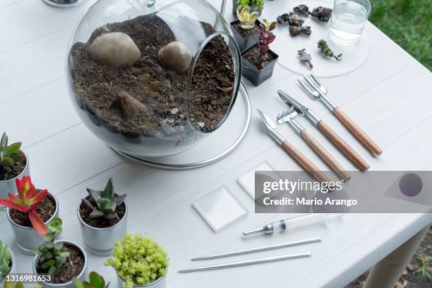 terrarium finished with succulents during a live on youtube - terrarium stock pictures, royalty-free photos & images