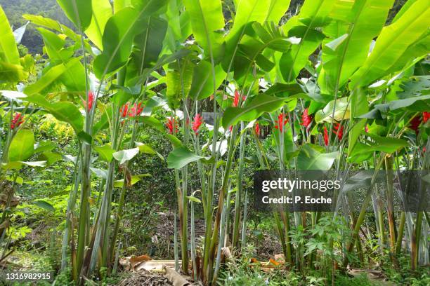 reunion island, tropical flowers, heliconia caribaea lam, caribbean balisier, reunion flower, family: heliconiaceae (other name: bihai or fish tail). - heliconia bihai stock pictures, royalty-free photos & images