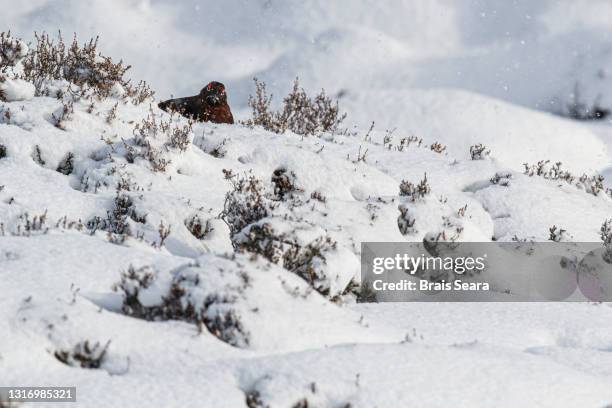 red grouse (lagopus scotica) male resting during snowfall. - ptarmigan stock pictures, royalty-free photos & images