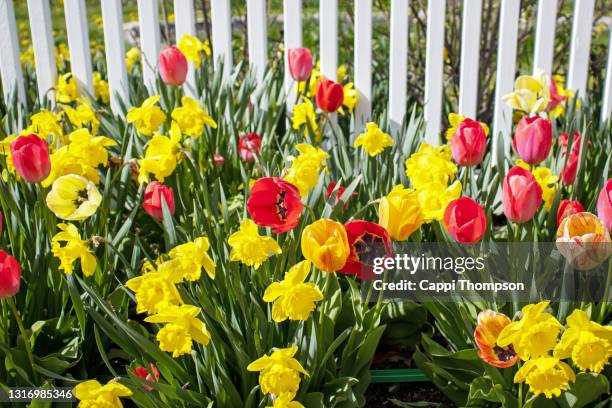 tulip flowers and daffodils - tulips and daffodils stock pictures, royalty-free photos & images