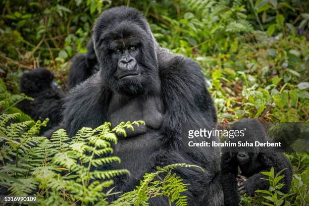 the close up scene of silverback mountain gorilla (gorilla beringei beringei) sitting with his family and looking at camera - mountain gorilla foto e immagini stock
