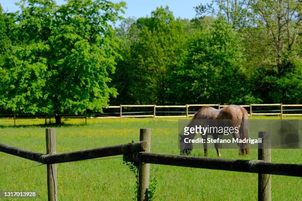 horse behind the ranch fence in the flowery meadow - recinto per bestiame foto e immagini stock