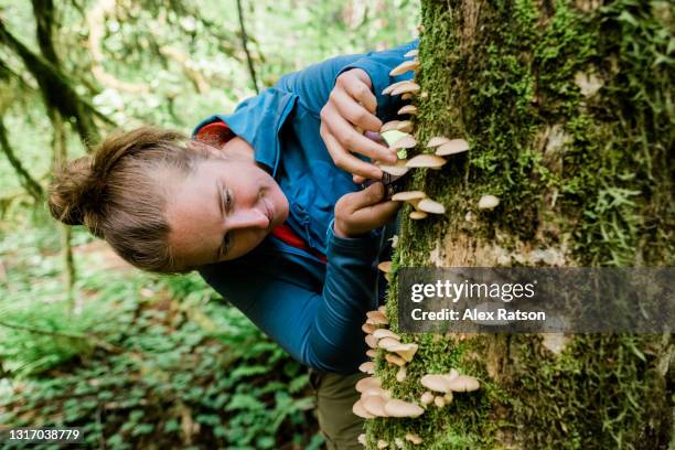 a young adult female forager harvest’s oyster mushrooms from side of tree in british columbia - glade stock pictures, royalty-free photos & images