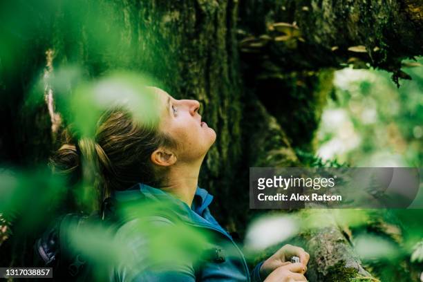 a young female forager looks up a fallen tree and harvests wild mushrooms from it - clearing in woods stock-fotos und bilder