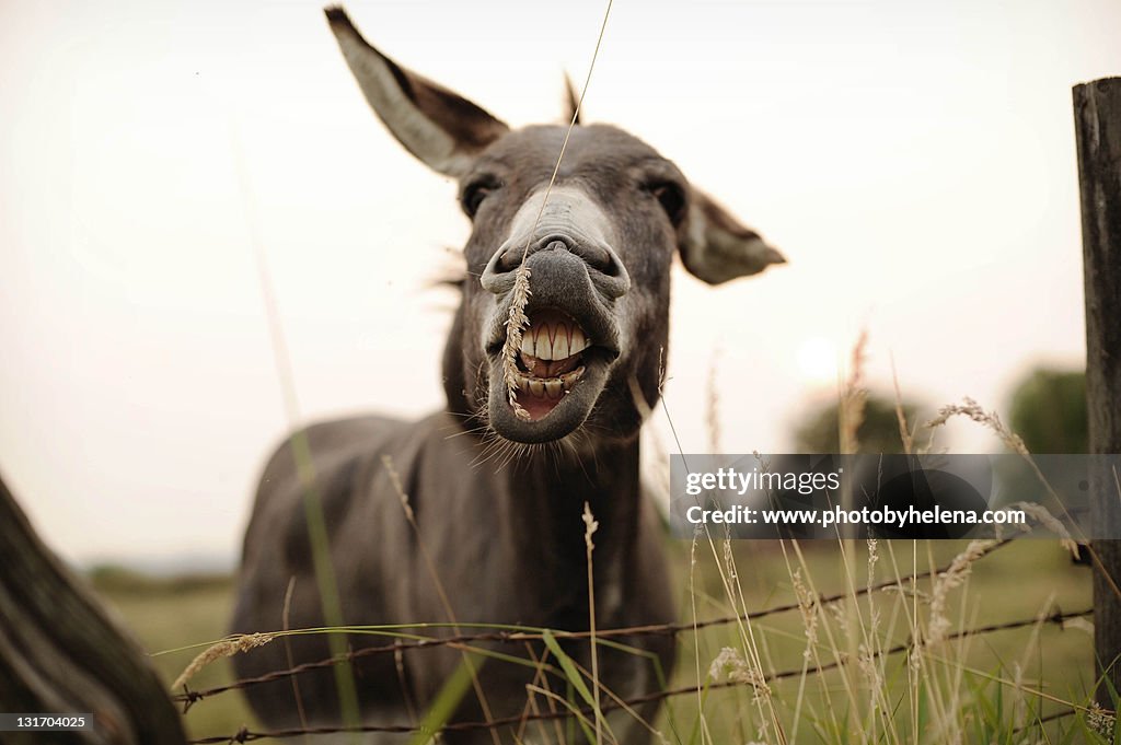 Smiling Donkey
