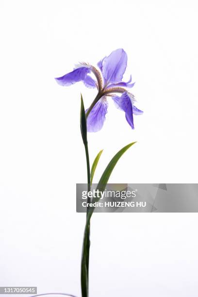 purple iris flower - iris plant stockfoto's en -beelden