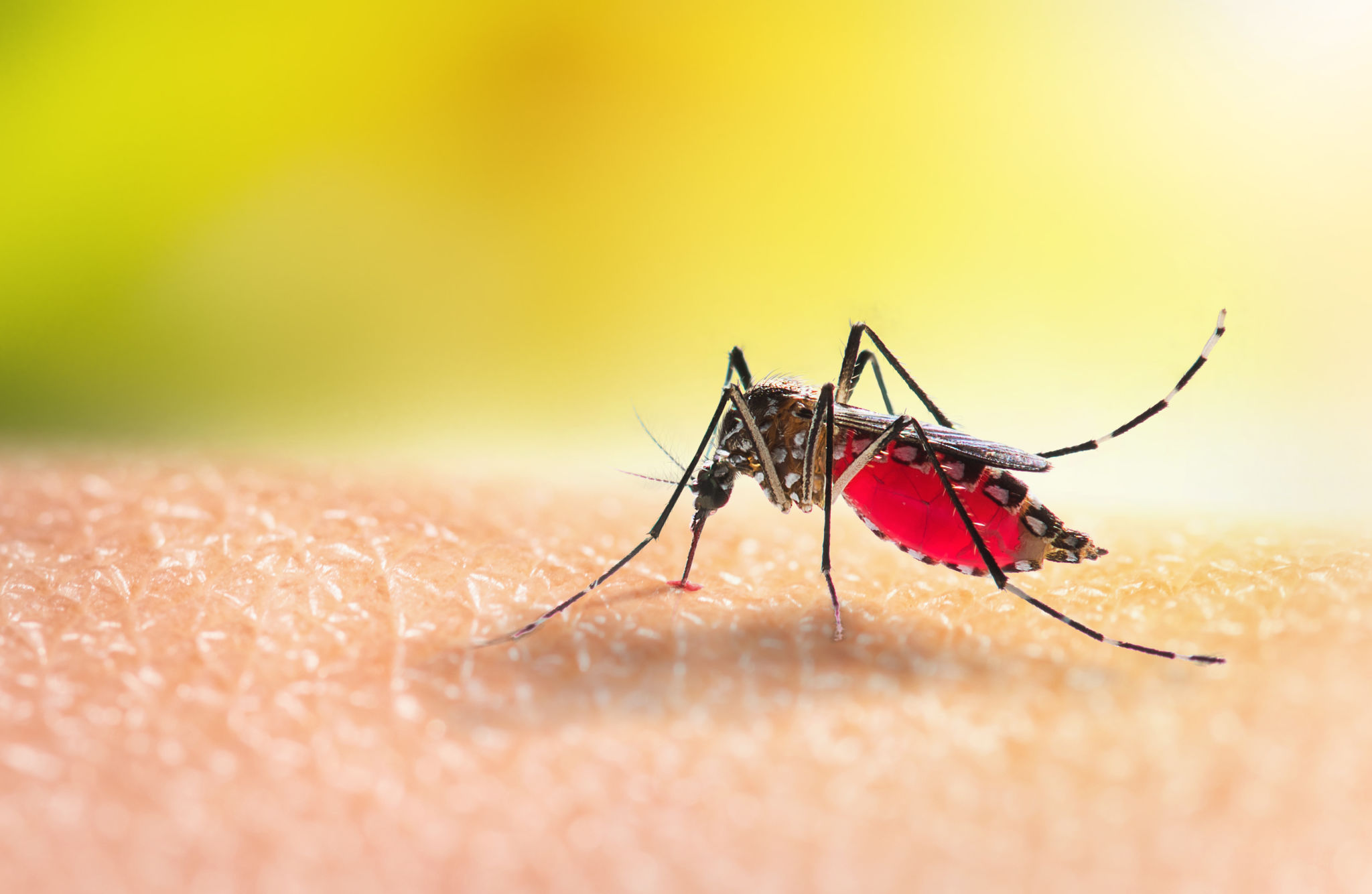 mosquito close-up