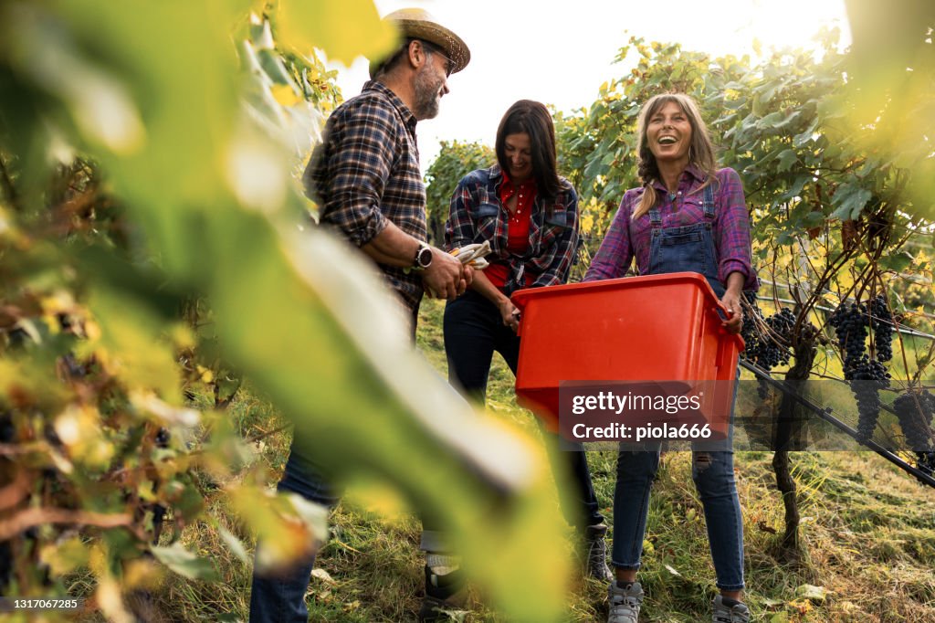 Weinlese für die Weinherstellung: Italienische Vendemmia im Trentino