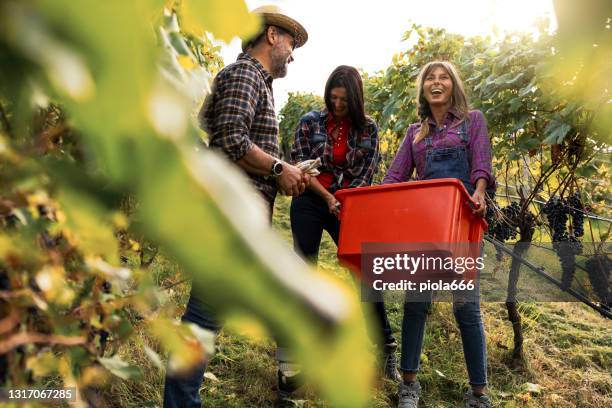 weinlese für die weinherstellung: italienische vendemmia im trentino - wine grapes stock-fotos und bilder