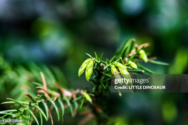sprouts of japanese cedar (cryptomeria japonica). tsu, mie, jpan. close-up - cryptomeria japonica stock pictures, royalty-free photos & images