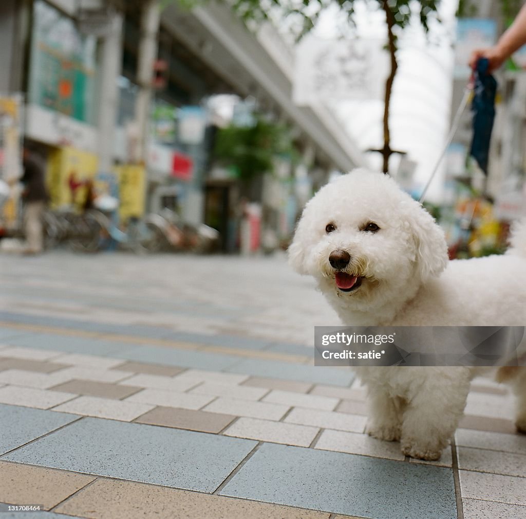 Little white dog