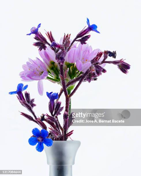 pink and blue wild flowers inside a vase, studio shot on a white background. - orquidea salvaje fotografías e imágenes de stock