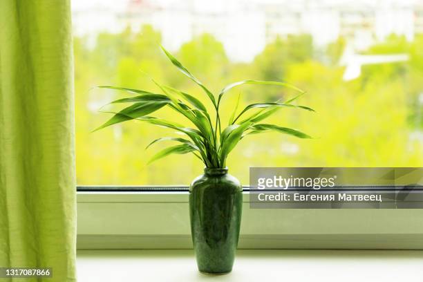 lucky bamboo plant dracaena sanderiana in green vase on window sill on blurred city background - feng shui house stock pictures, royalty-free photos & images
