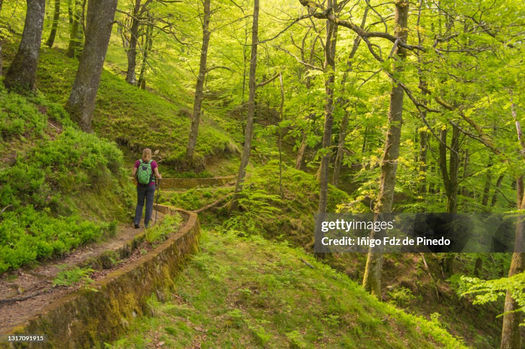 Beech forest in Gorbea Natural Park, Orozko, Vizcaya, Spain.