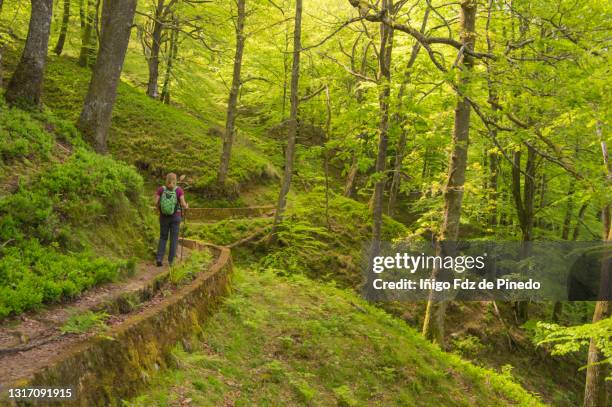 beech forest in gorbea natural park, orozko, vizcaya, spain. - unripe stock pictures, royalty-free photos & images