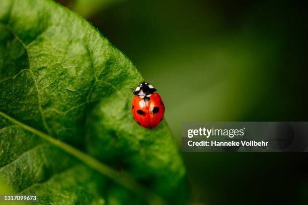 ladybug walking on a green leaf - ladybug stock-fotos und bilder