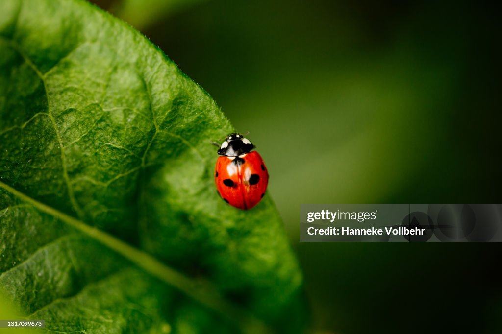 Ladybug walking on a green leaf