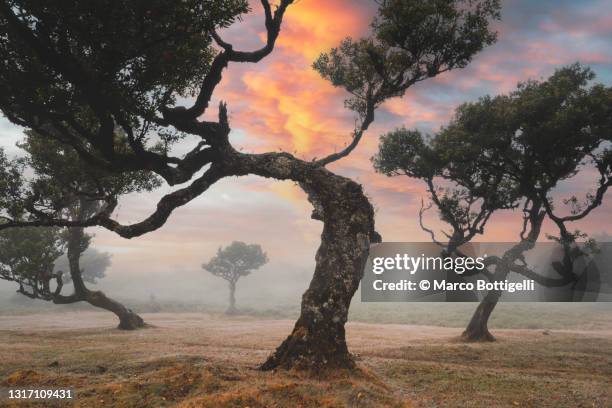 old laurel forest trees in fanal, madera island, portugal - tordu photos et images de collection