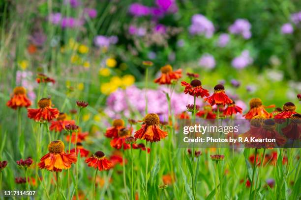 orange helenium in a summer garden - perennial fotografías e imágenes de stock