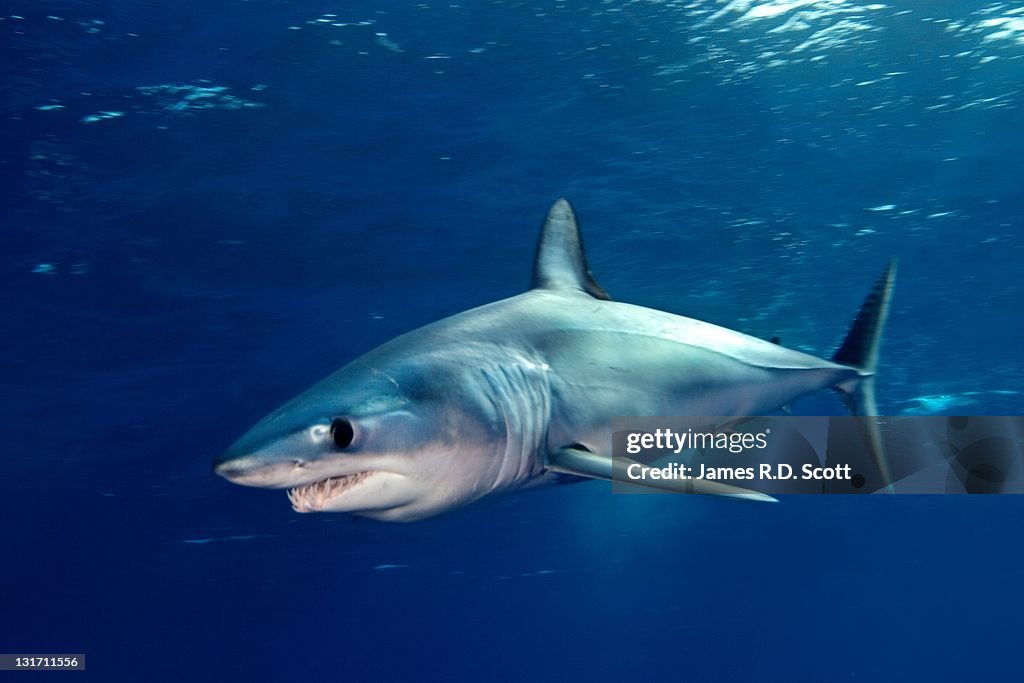 Shortfin mako sharks