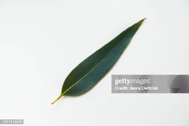 eucalyptus leaf - eucalyptus leaves stock-fotos und bilder