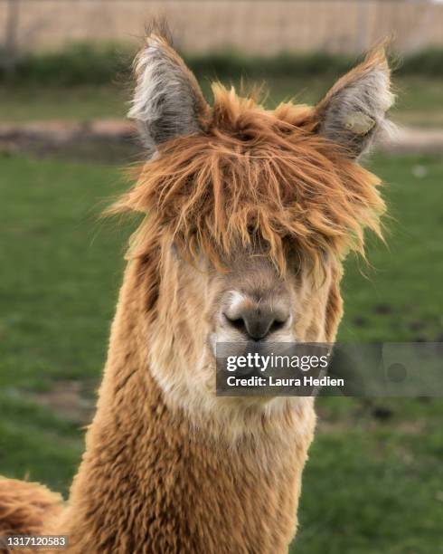 alpaca - funny llama stock-fotos und bilder