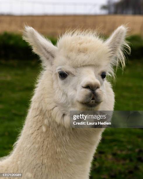 alpaca - funny llama stock-fotos und bilder