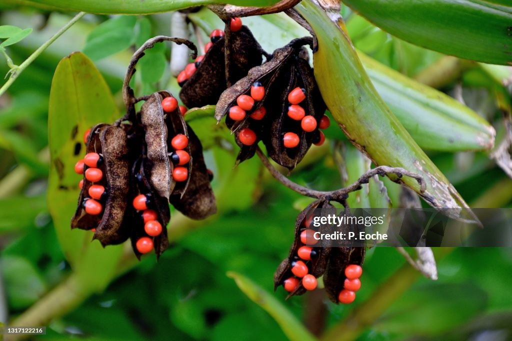 Reunion Island, liana licorice or Abrus precatorius (pods with very small oval balls red and black, very toxic)