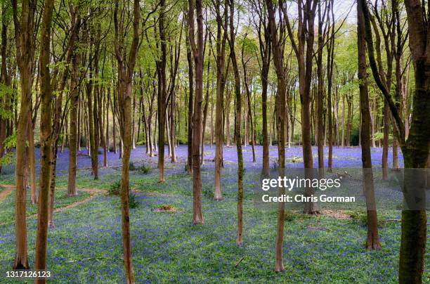 An aerial view of Bluebells from the treetops in Micheldever Wood on May 5,2021 near Winchester, England.