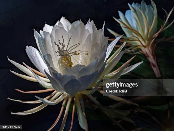 758 fotos e imágenes de Hermafrodita - Getty Images 758 fotos e imágenes de Hermafrodita - Getty Images