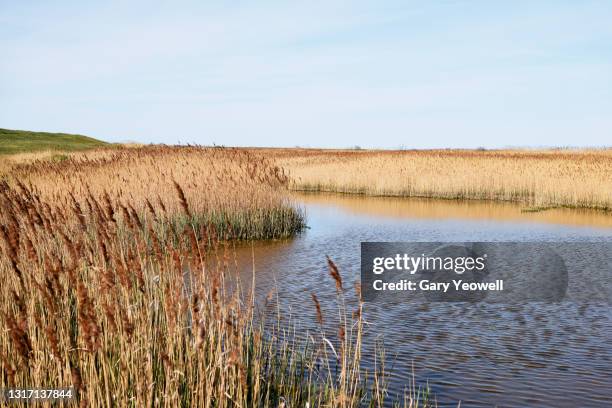 norfolk reeds in shallow water - rietkraag stockfoto's en -beelden