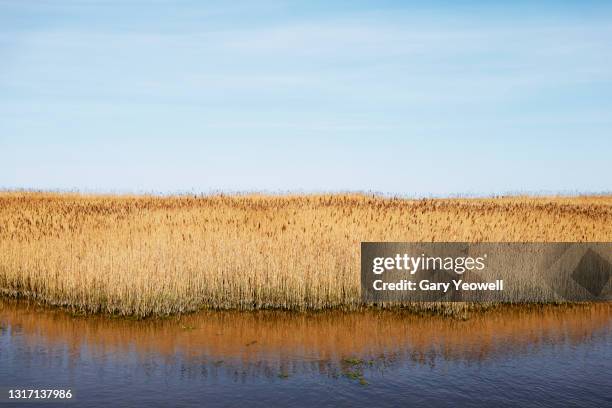 norfolk reeds in shallow water - reed bed stock pictures, royalty-free photos & images