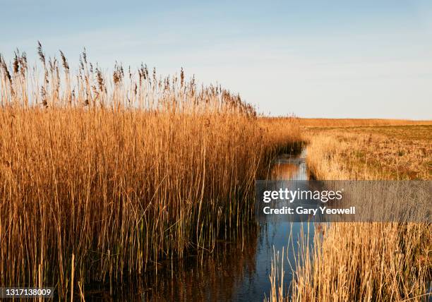 norfolk reeds in shallow water - blakeney imagens e fotografias de stock