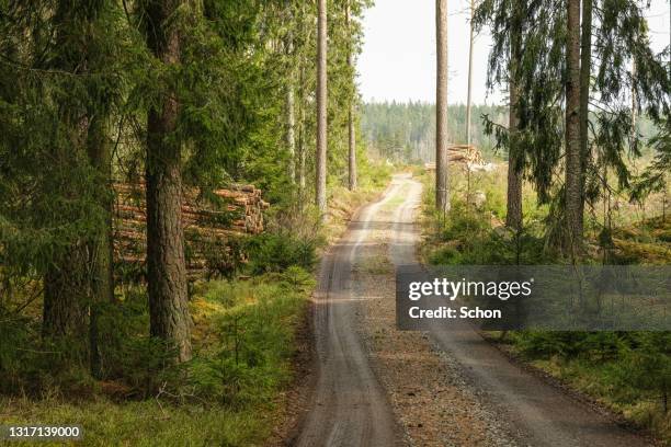 forest road towards a clear-cut in the spring in daylight - hygge stockfoto's en -beelden