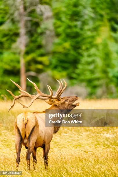 jasper nationaal park in alberta canada - jasper national park stockfoto's en -beelden